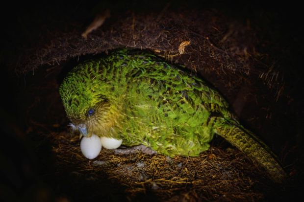 New Zealand’s endangered kakapo parrot gets a big population boost
