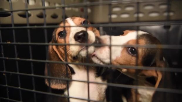 Over 4,000 beagles destined for drug experiments finding new homes