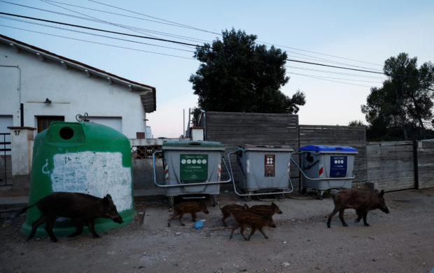 ‘They roam like cats’: Spanish cities try to halt wild boar invasions