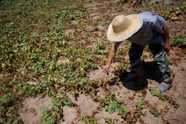Local farmer Chen Xiaohua, 68, shows his dead sweet potato plants after all his crops perished as the region is experiencing a drought in Fuyuan village in Chongqing, China, August 19, 2022. REUTERS/Thomas Peter