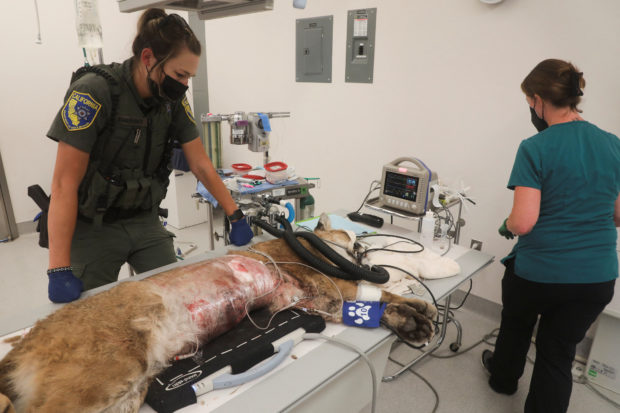Mountain lion dies in surgery after being shot by police in California