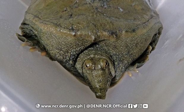 Pelodiscus sinensis - Chinese softshell turtle. STORY: Another invasive Chinese softshell turtle found in PH