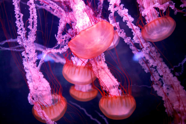 Scientists find clues to what makes ‘immortal jellyfish’ immortal