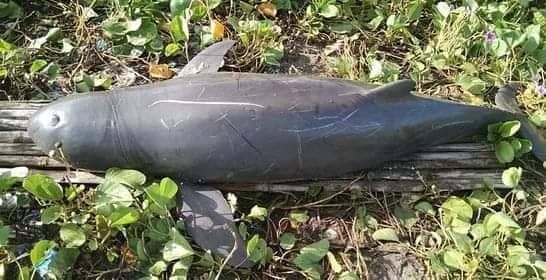 An Irrawaddy dolphin was found dead 
