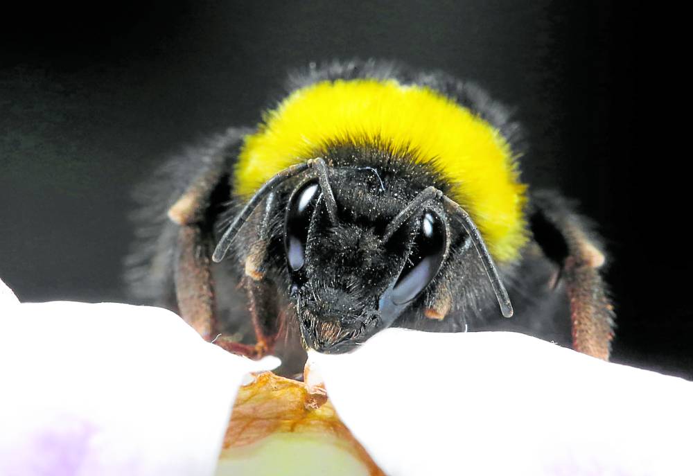 Scientists in the United Kingdom have observed that hotter and wetter weather is stressing out bumblebee