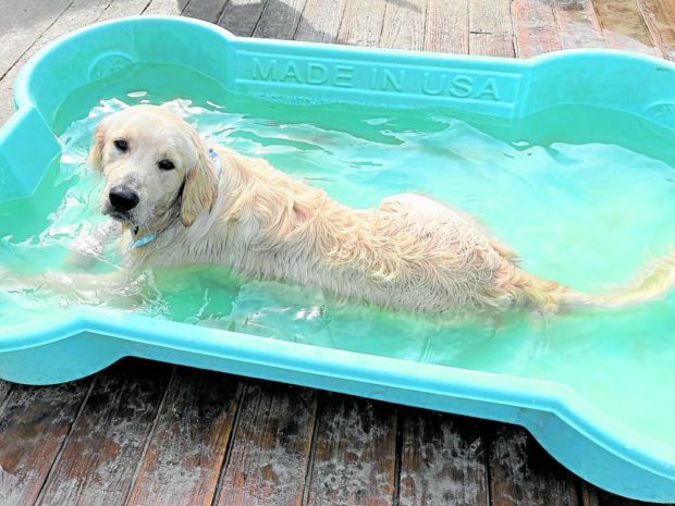 A dog frolics in a pool at Yappy Hour, a dog-friendly happy hour at Wonder Bar in Asbury Park, New Jersey, U.S., August 12, 2022. STORY: ‘Yappy Hour’ lets dogs unwind with their owners