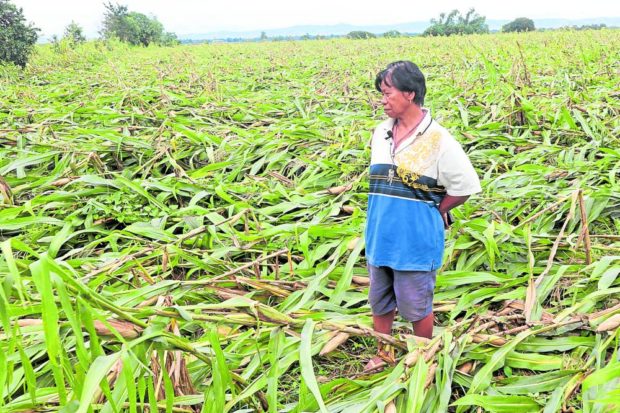 Farmer Rosita Guzman inspects her corn farm in Cabagan, Isabela