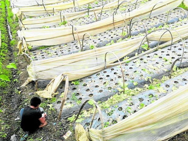 A farm worker repairs the plastic mulch at a vegetable garden in La Trinidad, Benguet