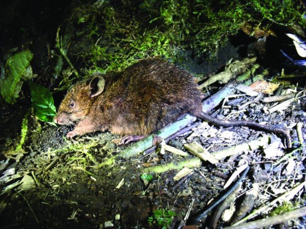 Balete’s mouse. STORY: Newly discovered mountain mouse honors late PH scientist’s work