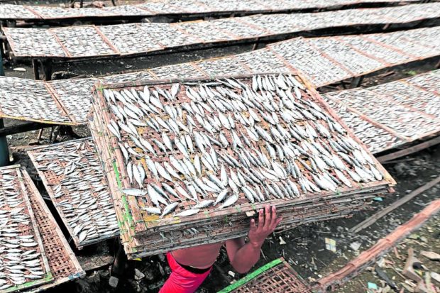 ADDED EXPENSE Fishermen process dried fish at a fishing village in Rosario, Cavite. Fish growers have complained about a shortage in feeds that has led to an increase in their production costs. —GRIG C. MONTEGRANDE STORY: Double whammy hits local fish growers