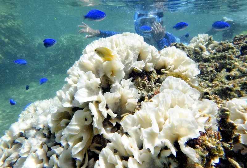 Bleached corals are seen off the Yaeyama Islands of Okinawa Prefecture