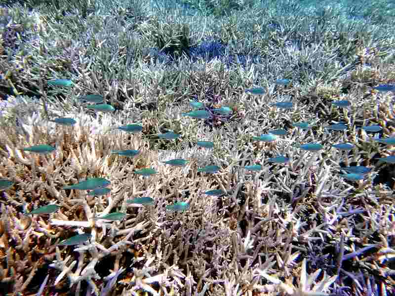 Bleached corals are seen off the Yaeyama Islands of Okinawa Prefecture.