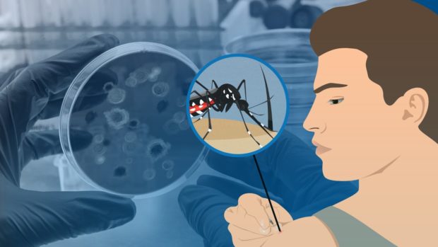 Illustration of mosquito over photo of hands examining microorganisms. STORY: Dengue cases nearly triple since last year