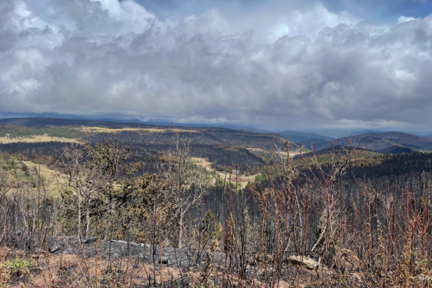 FILE PHOTO: View of a forest burned by the Hermits Peak Calf Canyon fire near Holman, New Mexico, U.S., May 24, 2022. Picture taken May 24, 2022. REUTERS/Andrew Hay/File Photo