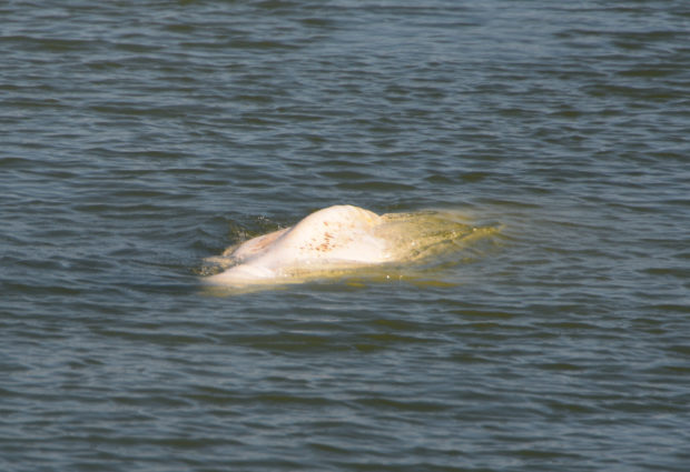 ‘Little hope’ of saving beluga whale stranded in Seine river