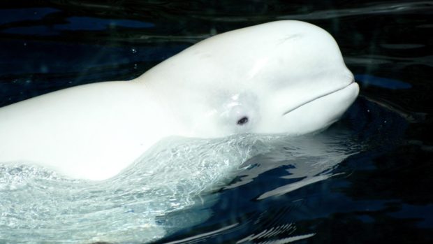Beluga whale strays into France’s Seine river