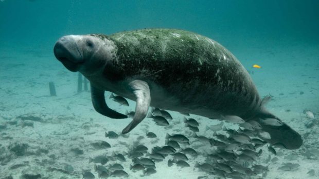 Gentle dugongs functionally extinct in Chinese waters—study