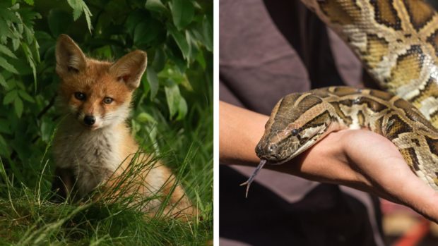 Indian smuggler arrested at Thai airport with fox, pythons