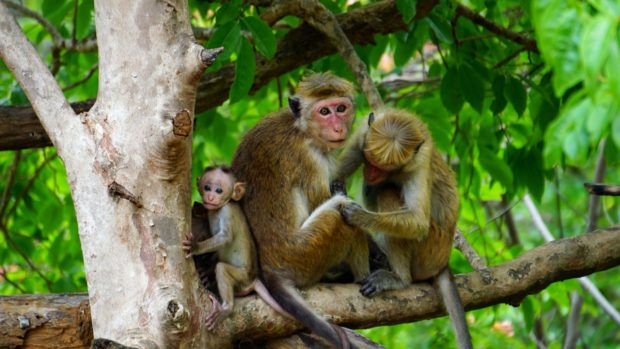 WHO decries Brazil monkey attacks over pox fears