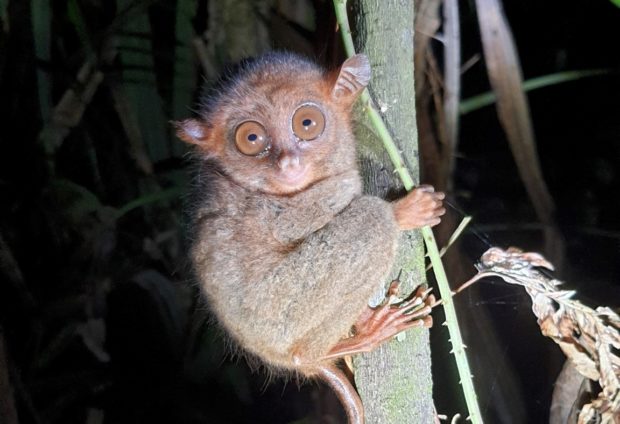 Tarsiers, locally known as “mago”, were discovered in a forest in Tacloban City. (Photo by Richard B. Parilla)