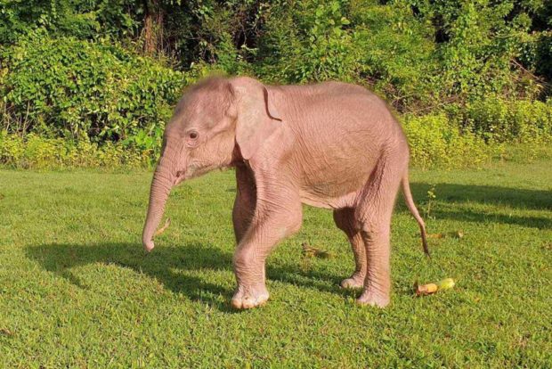 This handout photo taken on August 2, 2022, and released on August 3, 2022, by Myanmar's Military Information Team shows a newborn baby white elephant walking on the ground at Taungup township in Rakhine state. (Photo by Handout / MYANMAR MILITARY INFORMATION TEAM / AFP)