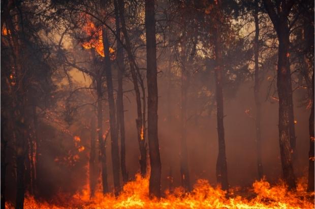 Wildfire burns 250 hectares of pine, injures firefighters in France