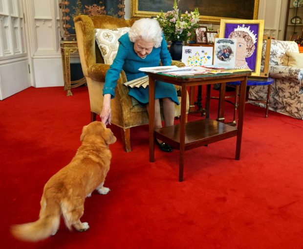 n this file picture released in London on February 4, 2022, and taken last month, shows Britain's Queen Elizabeth II stroking Candy, her corgi dog, as she looks at a display of memorabilia from her Golden and Platinum Jubilees, in the Oak Room at Windsor Castle, west of London. - From Susan, received for her 18th birthday, to Fergus and Muick, acquired shortly before the death of her husband Philip, Elizabeth II owned around thirty corgis, small dogs that remain inseparable from her image. Elizabeth II, who died on September 8, 2022 at the age of 96, was a one-colour outfit, a pair of gloves, a black handbag... and a corgi trotting by her side. (Photo by Steve Parsons / POOL / AFP)