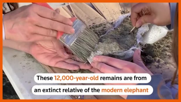 12,000-year-old elephant remains