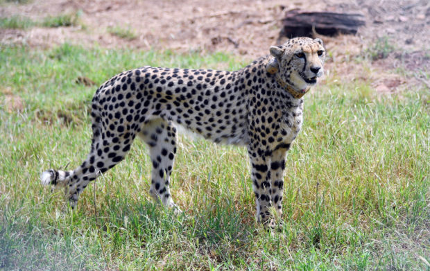 cheetah india