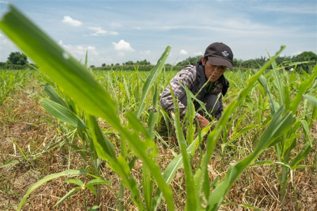 Armyworms have been devouring crops in Bayambang, long known as the onion capital of Pangasinan province