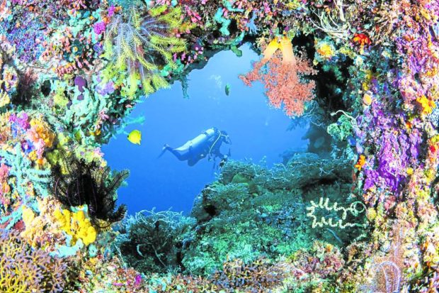 Apo Island boasts of vibrant coral reefs teeming with marine life