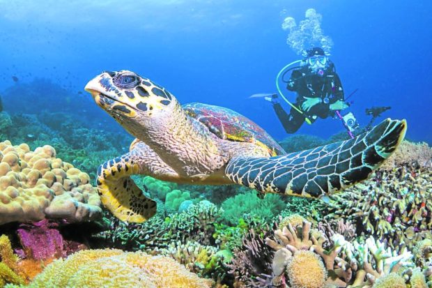 Diving with a green sea turtle is one of the main attractions on Apo Island off Dauin, Negros Oriental
