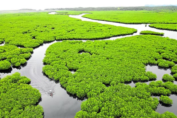 PH’S LARGEST MANGROVE FOREST A passenger boat on Thursday navigates a section of the 4,871-hectare mangrove forest of the town of Del Carmen on Siargao Island, considered as the largest contiguous mangrove stand in the Philippines. —ERWIN MASCARIÑAS. STORY: Science video for kids on Siargao wildlife launched