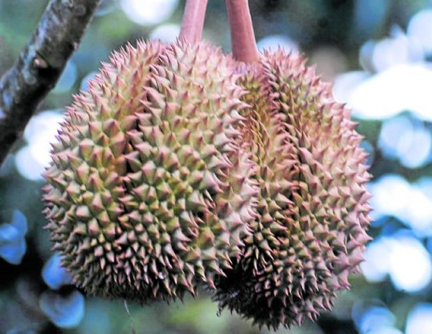 GROWING MARKET | The local harvest meets the standards of the world’s biggest importer. STORY: Smell of success: PH durian soon exported to China