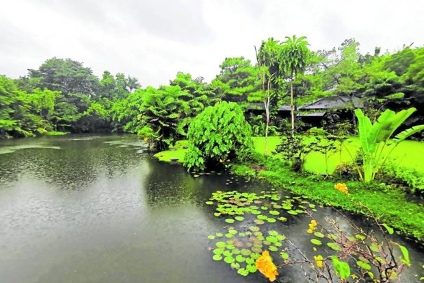 A hectare of pond carved out of Ramos’ 4-hectare arboretum contains water from springs and sustains the native trees at the property all year round.