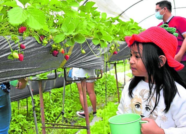 A girl, accompanied by her parents, visits the strawberry farm in La Trinidad, Benguet, to pick fresh berries in this photo taken in May. Areas around the strawberry farm, the top tourist attraction of La Trinidad, are being offered to investors as the Benguet State University looks for additional sources of funds to sustain operations. —EV ESPIRIT STORY: Benguet university offers idle lands to investors