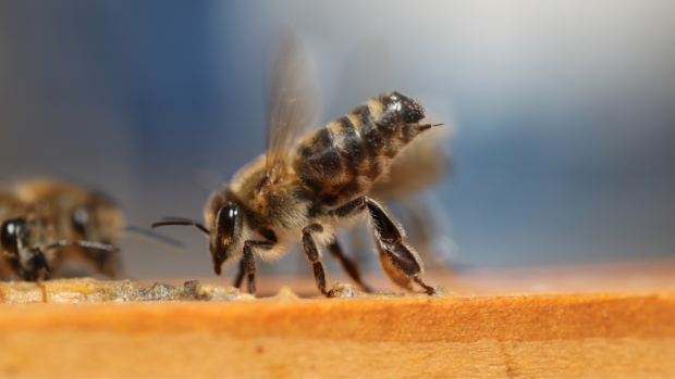 US man on ventilator after suffering thousands of bee stings