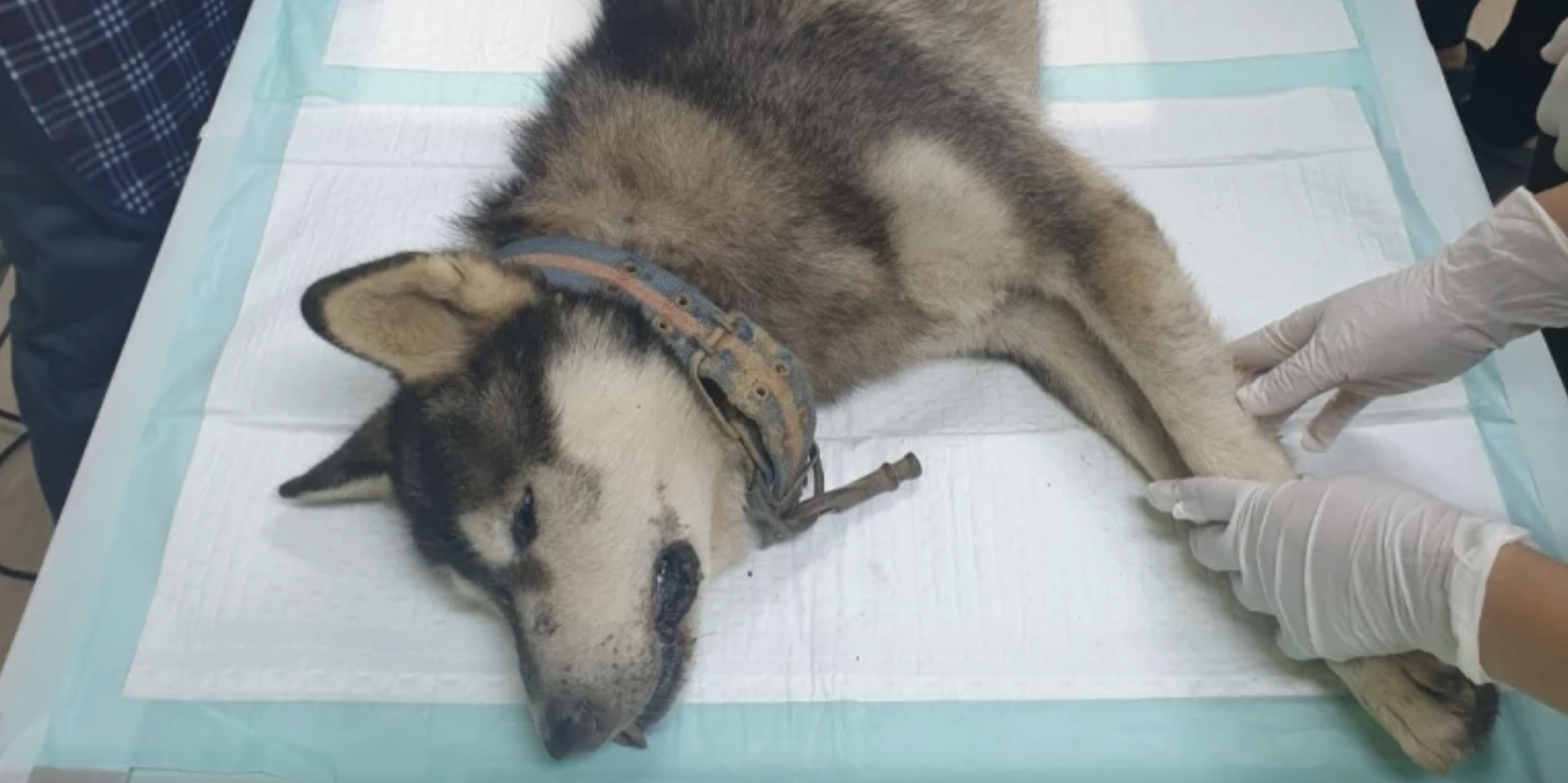Hero dog's death reignites debates on animal cruelty | Inquirer News
