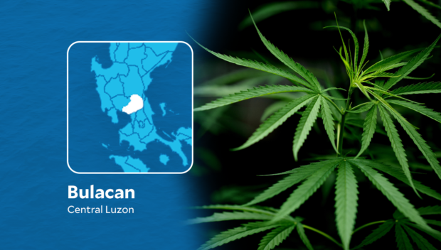 P9.7M marijuana leaves seized in Bulacan