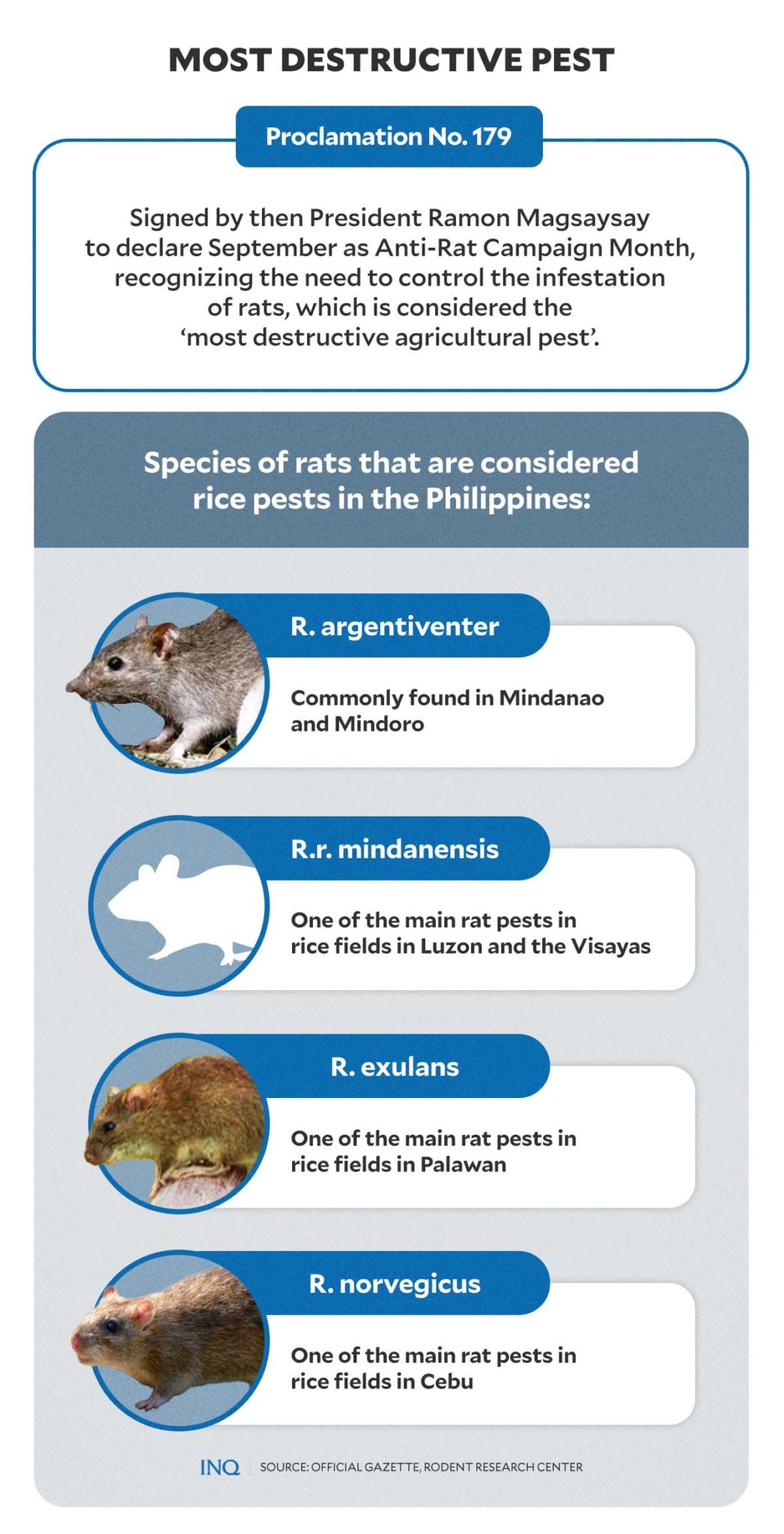 Understanding rats Why they win most of the time Inquirer News