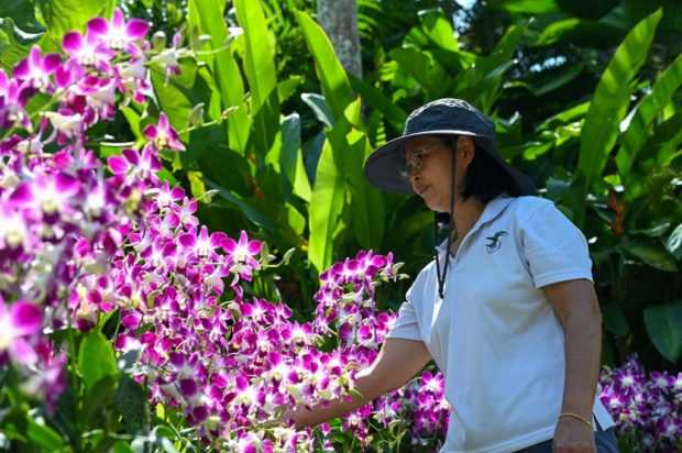 In this photo taken on September 12, 2022, Whang Lay Keng, curator at Singapore's National Orchid Garden, looks at the Dendrobium Elizabeth orchid plant, named after the late British queen Elizabeth II, at the National Orchid Garden in Singapore. - Elizabeth is majestic, hardy and "very fashionable", said a top Singapore flower curator -- referring not to the late monarch, but to an orchid named after the queen when she visited the former British colony. (Photo by Roslan RAHMAN / AFP) / To go with AFP story 'SINGAPORE-BRITAIN-ROYALS-QUEEN'