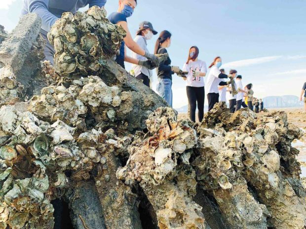 Oysters help clear the waters in Hong Kong