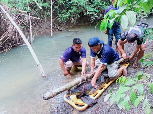 A salt water crocodile is being released back to its natural habitat after it was caught by a resident of Barangay Puring in Bataraza town, Palawan province on Sunday, Sept. 4. (Photo courtesy of Palawan Council for Sustainable Development Staff)