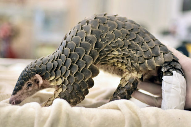 Taiwan's pangolins suffer surge in feral dog attacks | Inquirer News