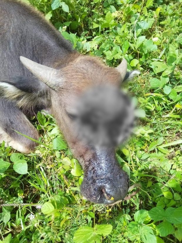 A carabao sustained injuries after being hacked by a still unknown person in Carmen town, Bohol. (Photo courtesy of Nash Alconera)