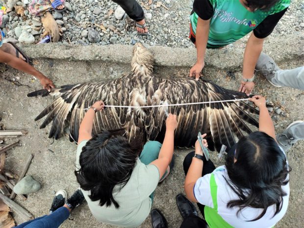A dead eagle found in Sarangani 