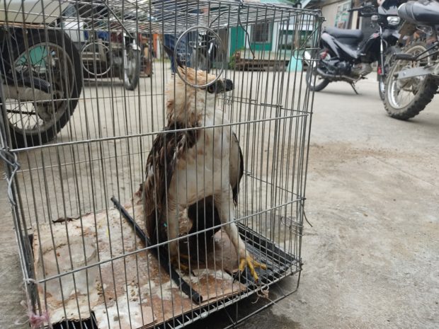 Philippine hawk-eagle (Nisaetus philippensis) was rescued in Lebak, Sultan Kudarat 