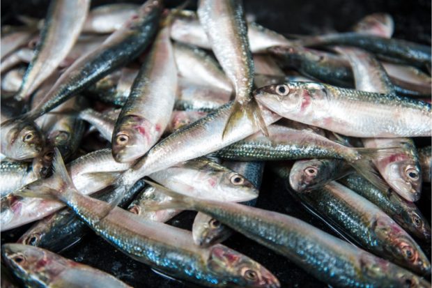 Pamalakaya thinks the supposed shortage of “tamban” (Indian sardines) is only being used by big fishing firms to make their large vessels enter the country's municipal waters.
