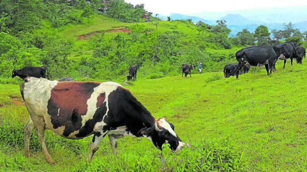 GRAZING IN PEACE The Department of Agriculture-run 94-hectare Baguio Dairy Farm, which has been breeding cattle for milk since 1940, as shown in this photo of grazing cattle taken in 2016, has been the target of land speculators for decades. EV ESPIRITU