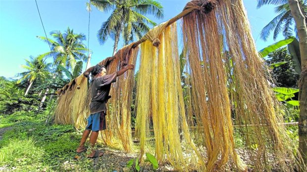  A farmer from Baras town in Catanduanes takes advantage of good weather conditions to sun-dry his abaca strips. STORY: Bicol on red alert for Paeng; classes suspended in Calabarzon, Visayas